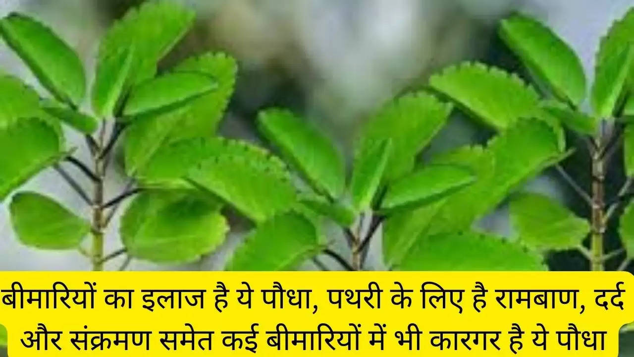बीमारियों का इलाज है ये पौधा, पथरी के लिए है रामबाण, दर्द और संक्रमण समेत कई बीमारियों में भी कारगर है ये पौधा?width=630&height=355&resizemode=4